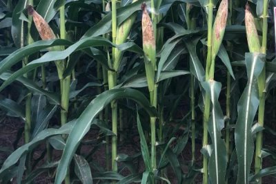 翔糯2000(区试名称:翔糯18)玉米种子特征特性,栽培密度3500株/亩为宜