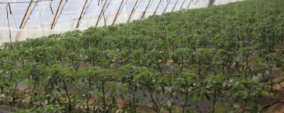 大棚蔬菜浇水技巧,谨记这四点