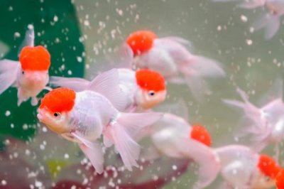 在家怎样养金鱼,合理喂食非常重要
