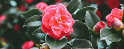 新手养花基本知识，一定要提前了解花盆、土壤和用肥