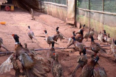 野鸡可以放在笼子里养吗,可以且有助于育肥