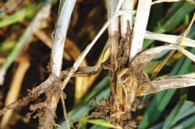 小麦全蚀病的症状和防治方法,分蘖期发病会导致茎部变黑