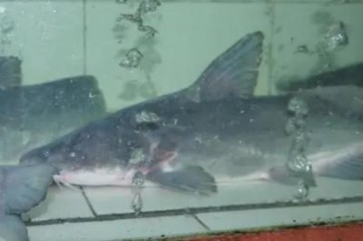 回鱼是什么鱼，一般是指长吻鮠