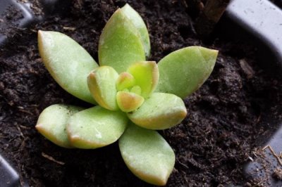 怎么把黄丽养成老桩，要充分晒光并做好浇水施肥工作