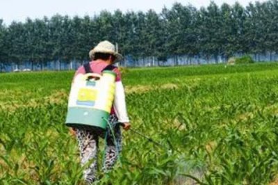 玉米纹枯病的症状,初期为水渍状近圆形病斑