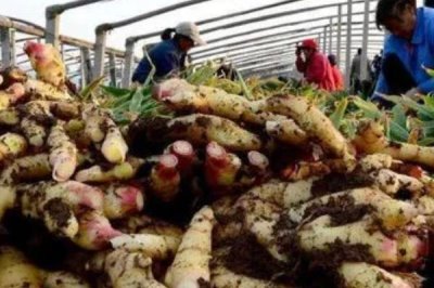 生姜的常见病害与防治方法,常见的有软腐病、腐烂病等