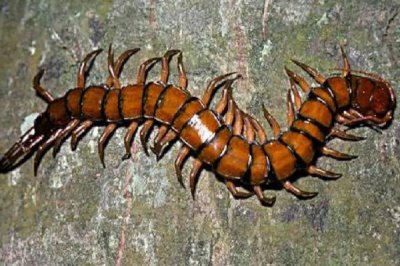 蜈蚣的食物，喜欢吃蝗虫、蟋蟀、蜻蜓等活体昆虫