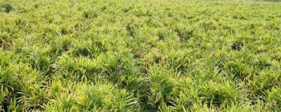 生姜的常见虫害和防治方法 ,常见虫害有姜螟和姜蛆