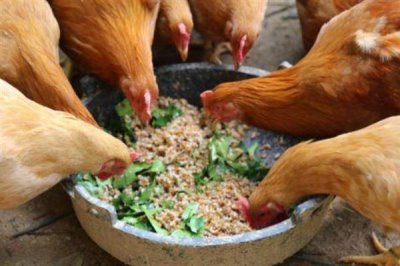 鸡互相啄毛吃的原因，可能是蛋白质不足或温度过高所致