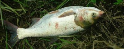 十一月份还能钓鲢鱼吗，南方的十一月适合钓鲢鱼