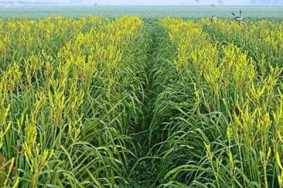 黄花菜的种植时间,春季和秋季均可种植