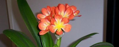 君子兰开双枝花的寓意，寓意幸福美满、富贵吉祥等