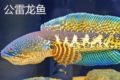 幻彩红宝石雷龙鱼简介,体型长度可以达到30厘米左右