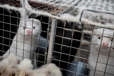 冬季后备种貂的管理技术,公母要分开单独管理