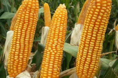 北农851玉米品种的特性,春播青贮玉米品种