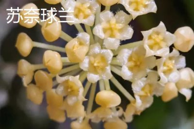 球兰哪个品种好看,品种众多各有特点