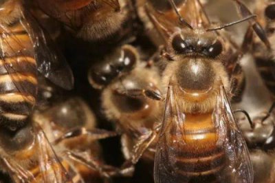 东方蜜蜂相关介绍,现处于野生、半野生或家养状态