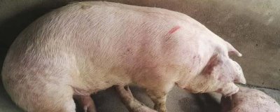 猪发烧能不能用青霉素加柴胡去治疗,二者搭配使用可以起到退烧效果