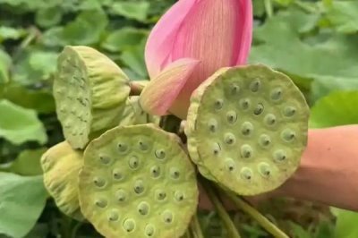 莲蓬的寓意,寓意多子多孙