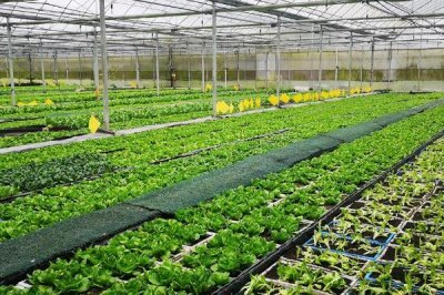 蔬菜的种植成本和利润,一亩蔬菜大棚所需成本为7000元左右