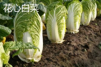 大白菜产品的发展趋势，加工专用品种将成为育种目标之一