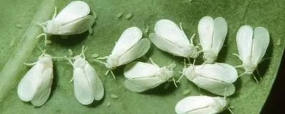 白粉虱怎么防治，可人工释放粉虱天敌也可黄板诱杀等