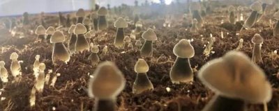 鸡枞菌的种植方法，首先确定培养基质原料制成菌包