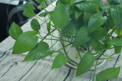 绿萝长高了怎么办,将生长点朝下保持一周