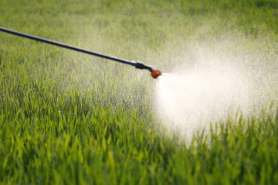空心菜间距多少合适，行株距20×15cm左右