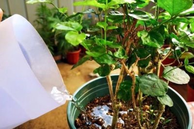 怎么养殖茉莉花，生长期间每天浇水2次