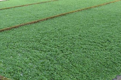 豆瓣菜是如何种出来的,可播种可扦插