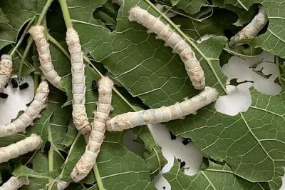 蚕的养殖方法,补催青时需要避免日晒