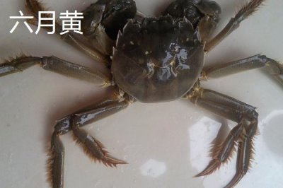 螃蟹六月黄是什么意思，通常是指经过第三次脱壳的雄蟹