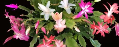 蟹爪兰的盆养方法，春秋季节每隔2-3天浇一次水