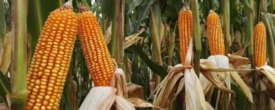 渝甜糯990玉米种子特征特性,密度3200株/亩左右