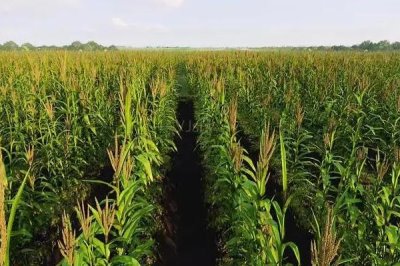 中泰208玉米品种简介,中抗穗腐病