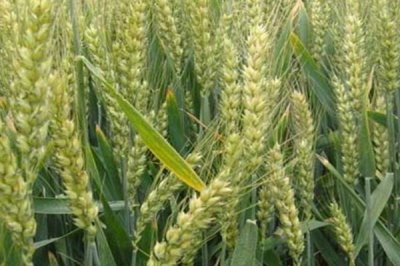 小麦的栽培与管理技术，品种和种植地区的不同导致播种时间不同