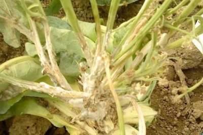 怎么解决除草剂药害,可将芸苔素、鲜牛奶和葡萄糖兑水喷雾