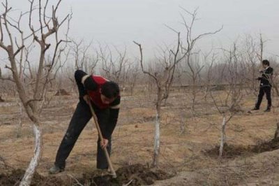 枣树怎么施肥,应根据生长时期确定肥料类型