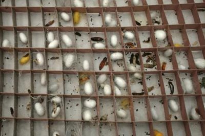 大规模养蚕要注意什么，及时处理食物残渣可避免病菌滋生