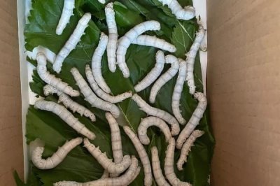 养蚕的注意事项,一定要选择新鲜的桑叶