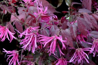 什么是红花檵木,属于金缕梅科、檵木属植物