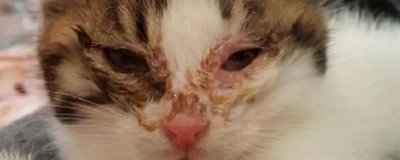 猫疱疹病毒的症状，各病程症状都不同