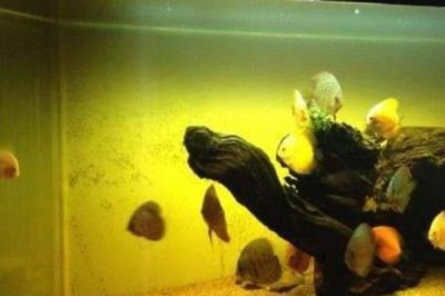 鱼缸的水会变绿的原因,可能是光照过多或过度施肥等