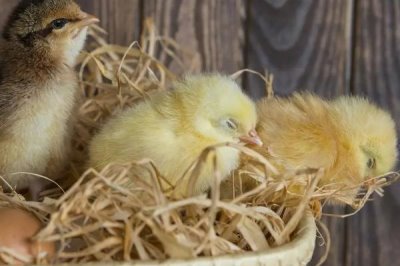 小鸡孵化多长时间可以喂食,出壳后的12-24小时内开食