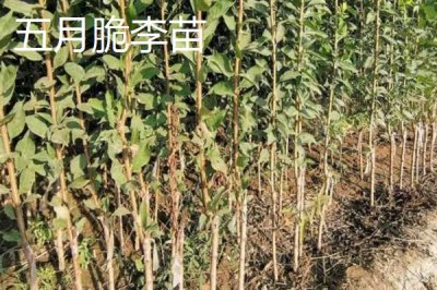 李子树苗有哪些好品种,蜂糖李、青脆李等品种均可选择