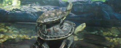 珍珠龟吃什么,吃动物性、植物性或合成饲料等