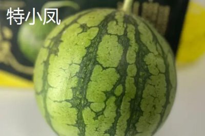 西瓜有哪些常见品种,包括麒麟瓜、黑美人瓜、无籽西瓜等种类