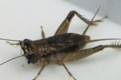 蟋蟀的品种介绍,常见的有中华蟋蟀、大棺头蟋蟀等