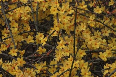 怎么防治迎春花的病害,需根据实际病情采取对应措施